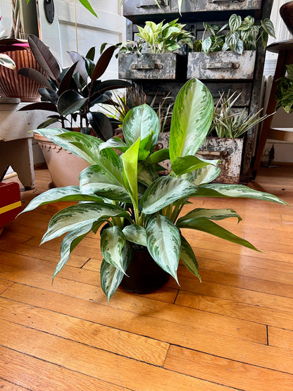 8" Aglaonema - Silver Bay