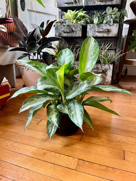 8" Aglaonema - Silver Bay