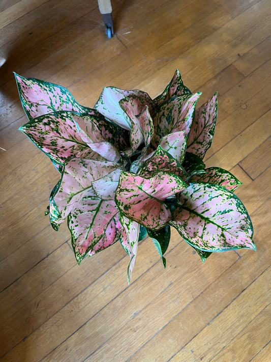 8" Aglaonema - Valentine