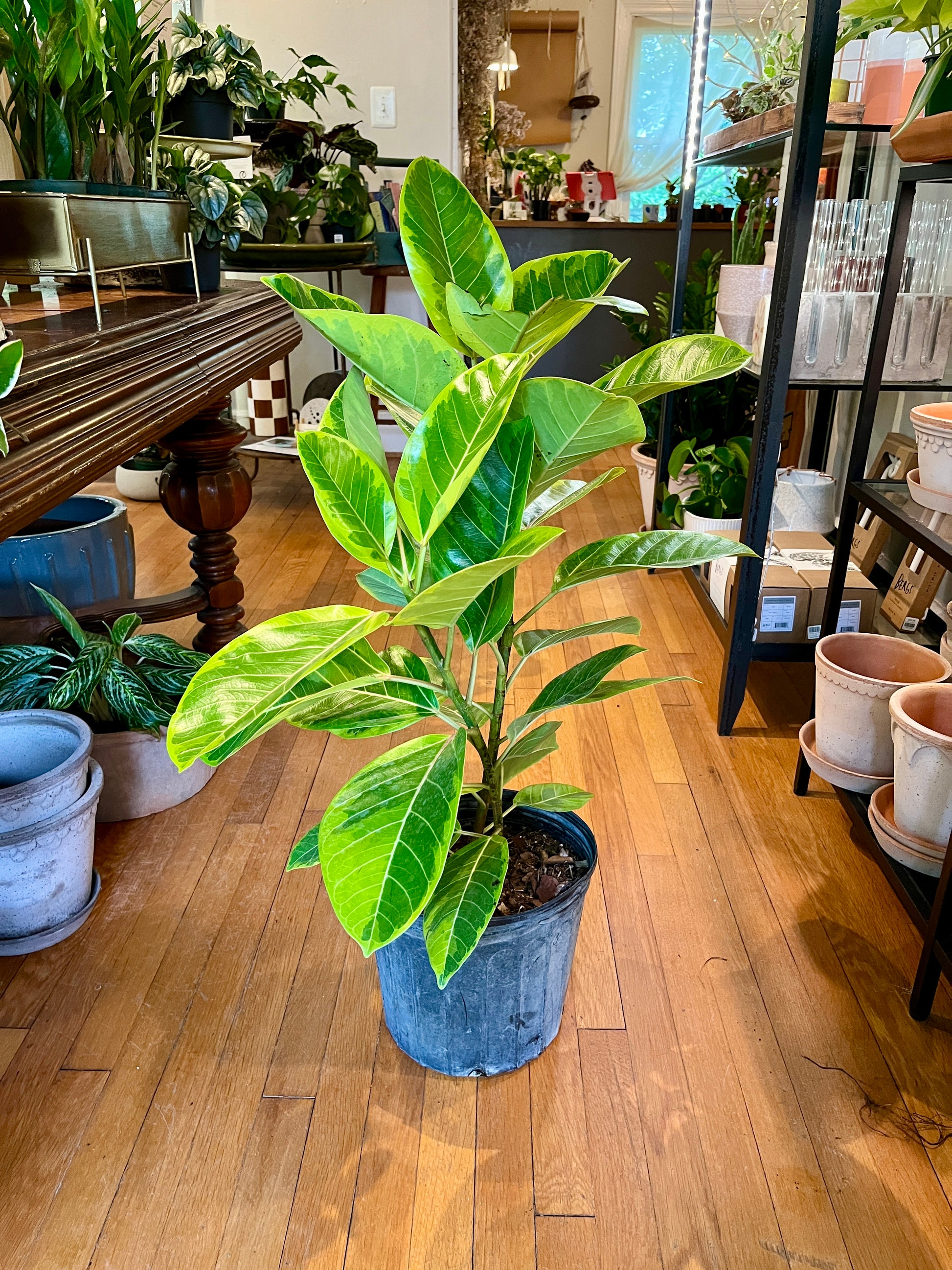yellow indoor plant pot Ficus altissima 'Yellow Gem' standard, 10" growers pot – Botanologica
