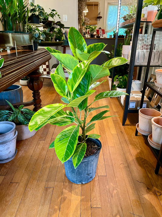 Ficus altissima 'Yellow Gem' standard, 10" growers pot