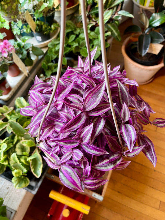 HB 6" Tradescantia - Pink Paradise