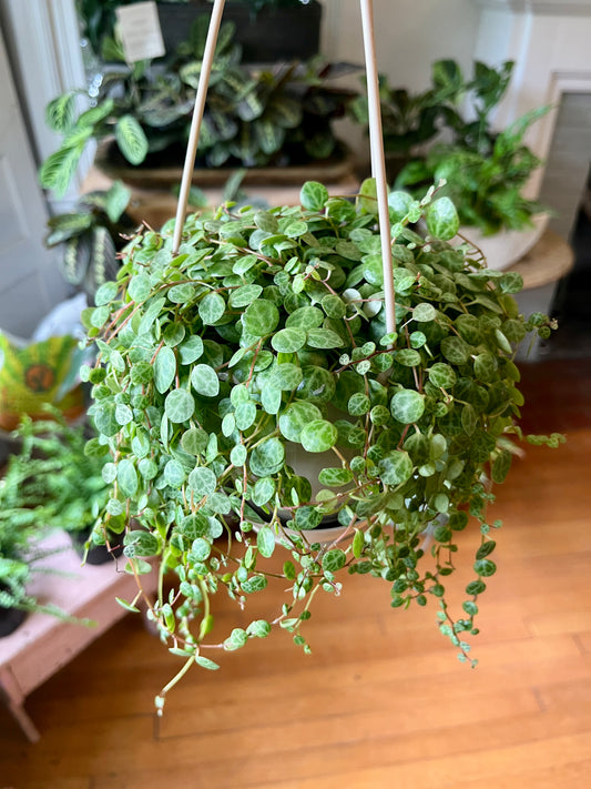 5" HB String of Turtles