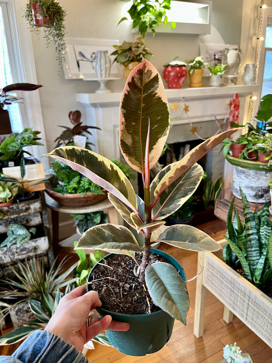 6" Ficus Tineke