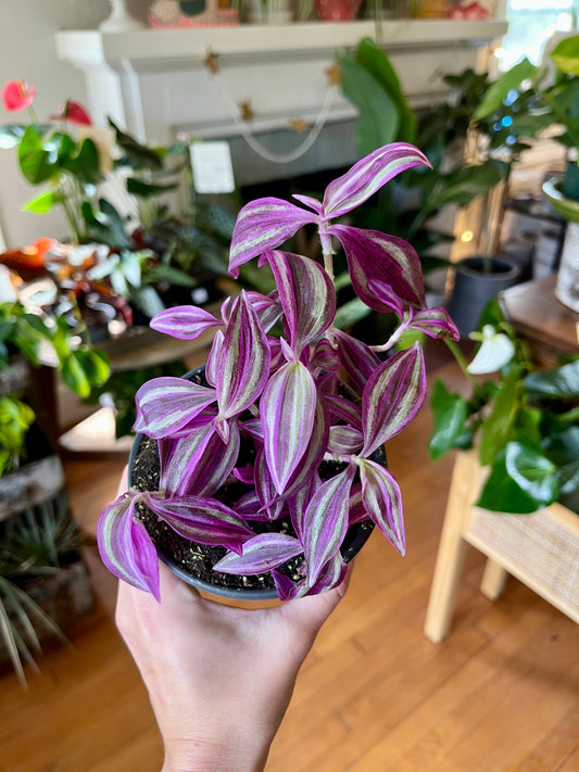 4" Tradescantia - Pink Paradise