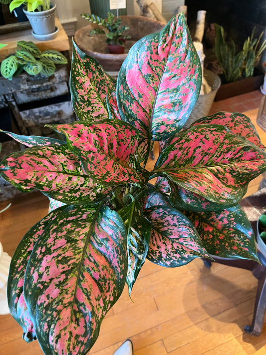 5" Aglaonema Valentine