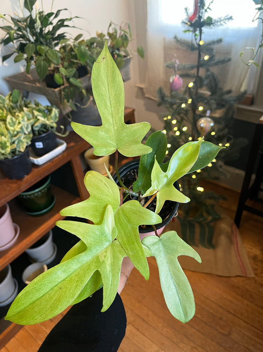 4" Philodendron "Florida Ghost"