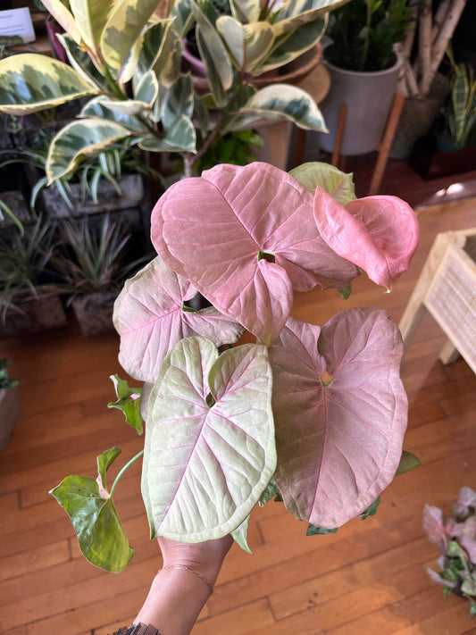 4" Nephthytis - Syngonium Neon (Pink)