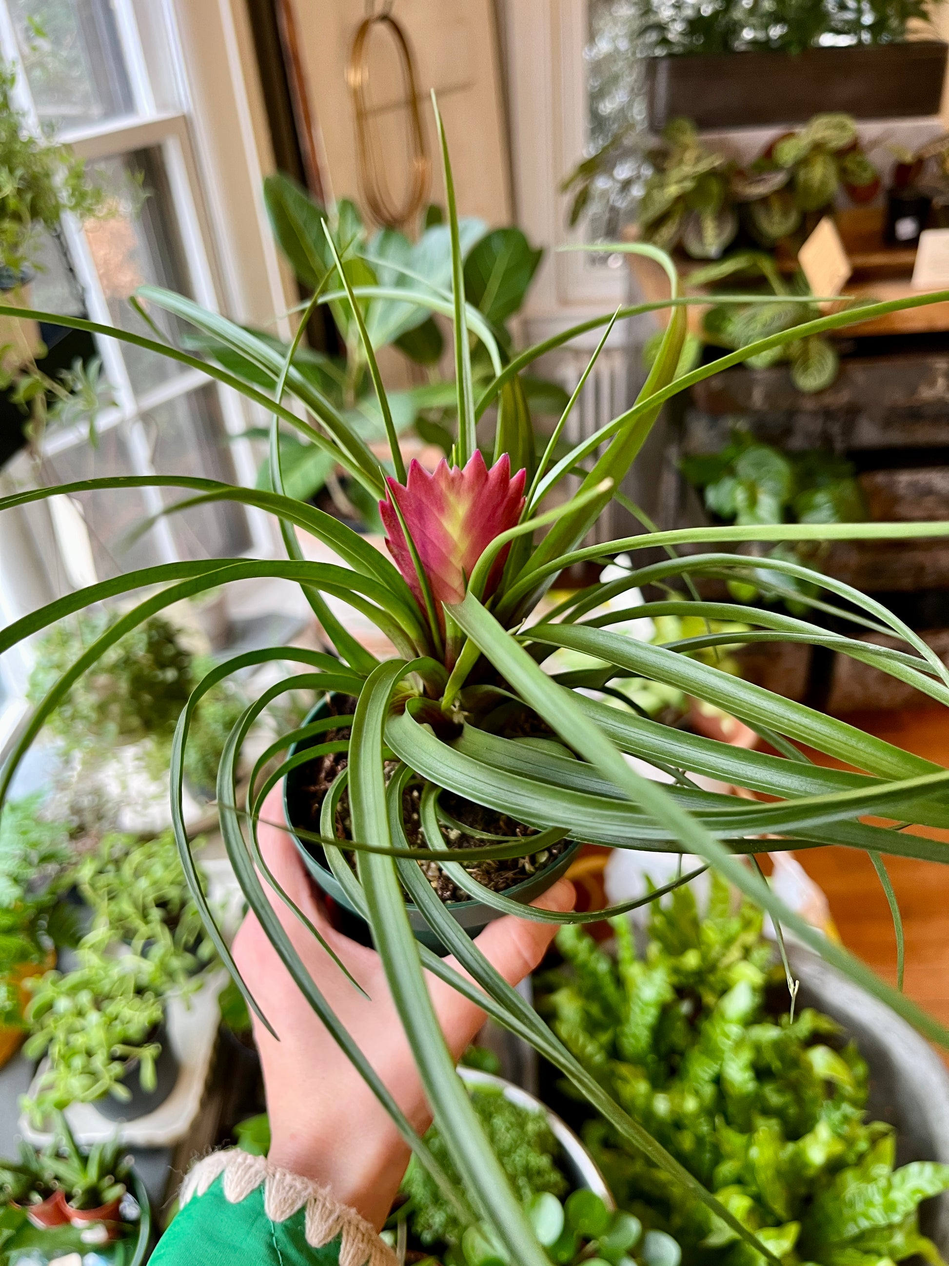 tillandsia cyanea air plant Tillandsia