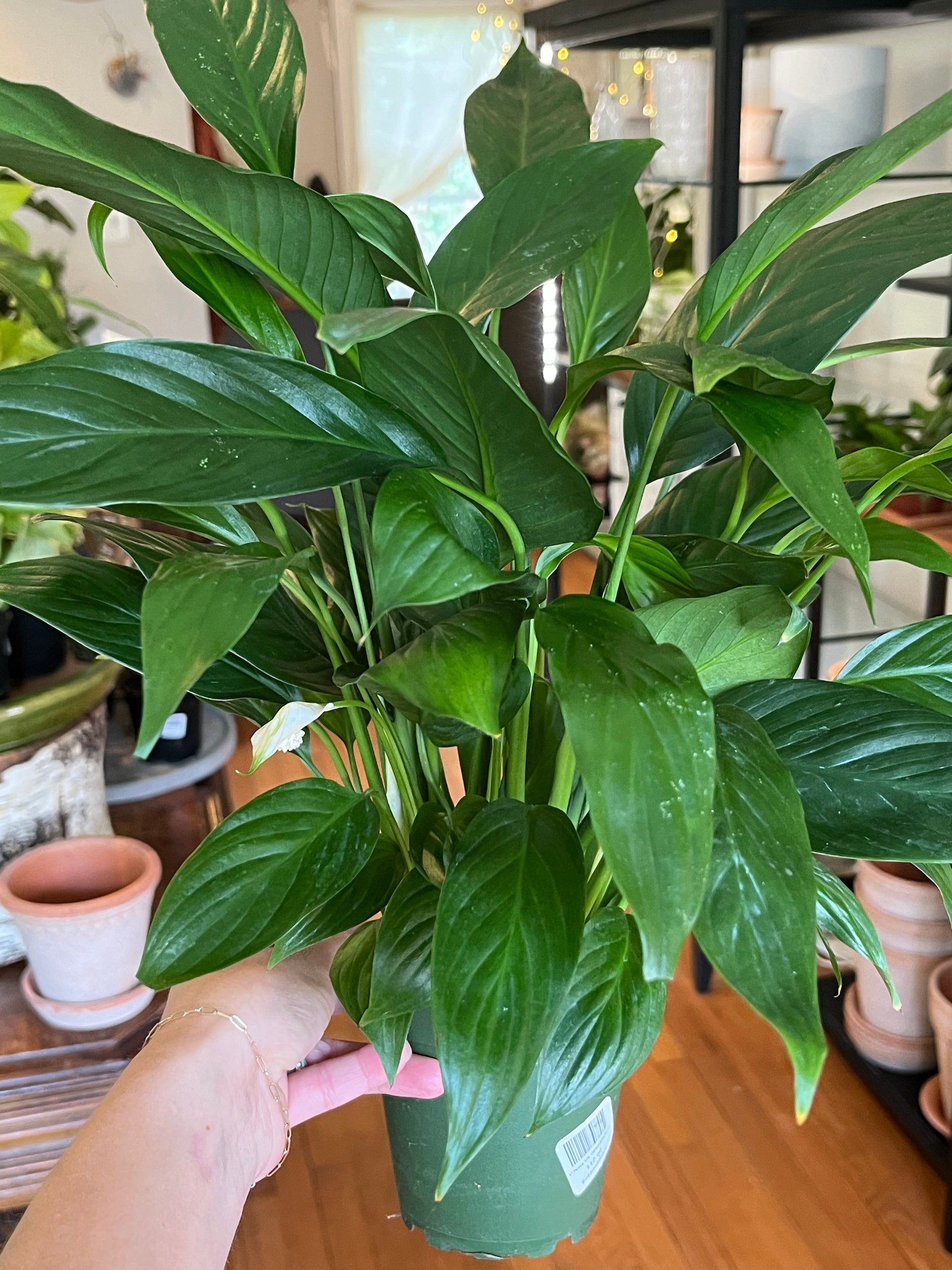 4 peace lily 4" Peace Lily (Spathiphyllum) – Botanologica