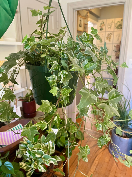 HB 8" Hedera Helix - Ivy - Variegated