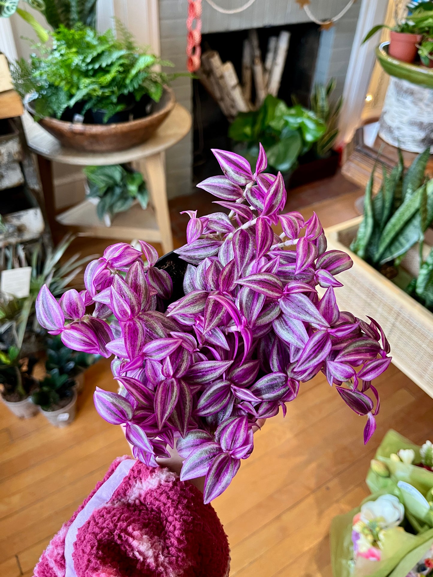 5" Tradescantia - Pink Paradise