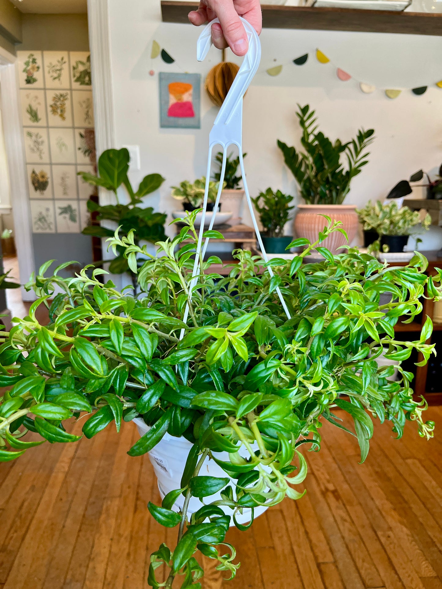 HB 8" Nematanthus - Goldfish