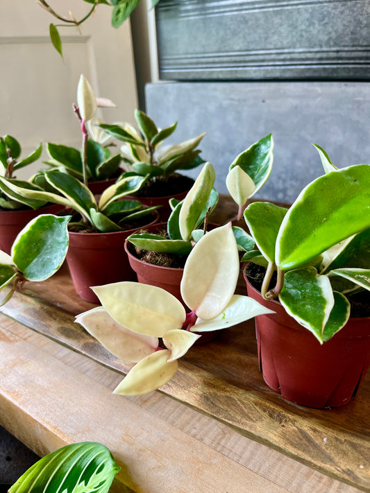 4" Hoya - Albo Carnosa