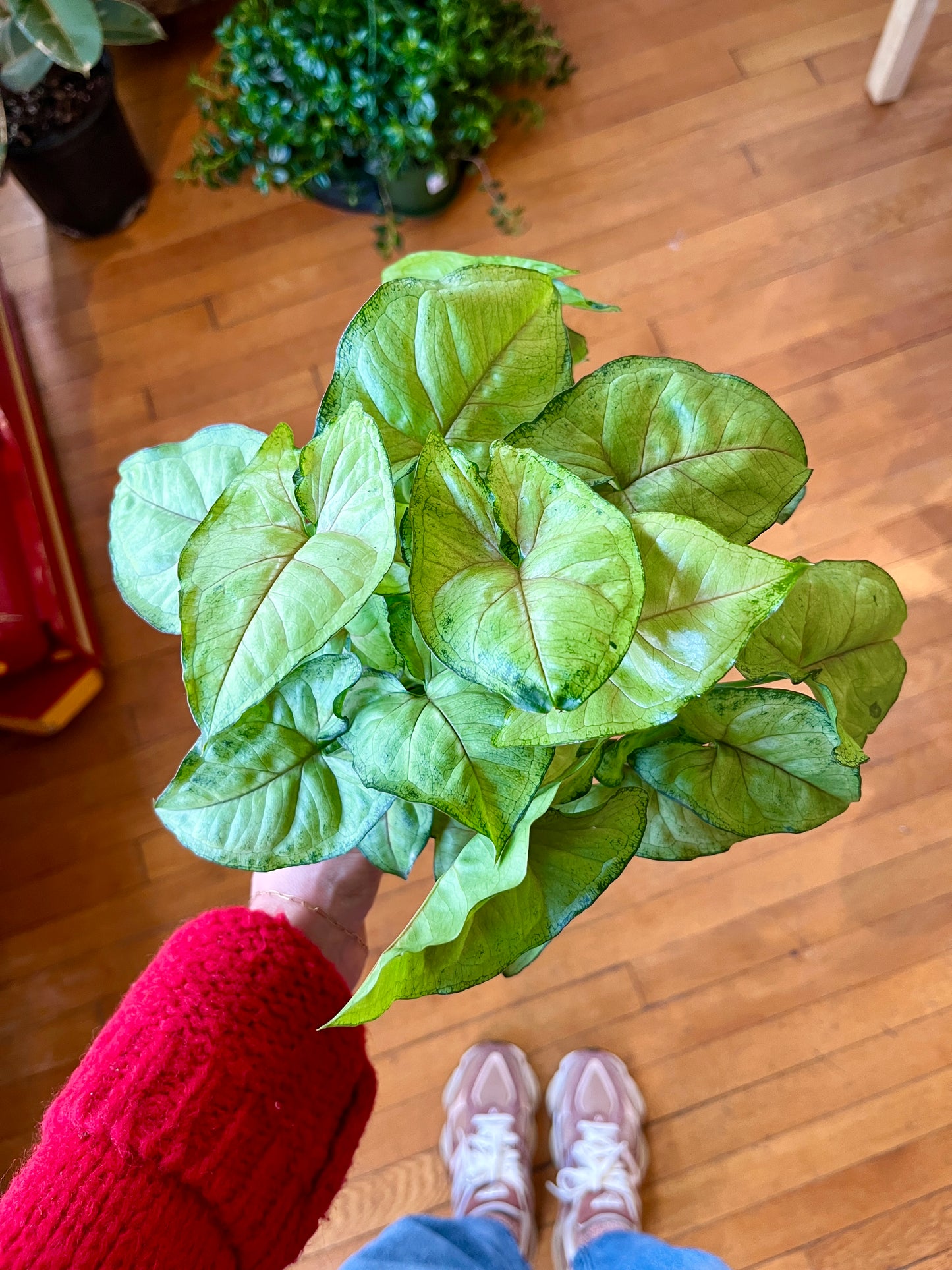 4" Nephthytis - Assorted Allusions