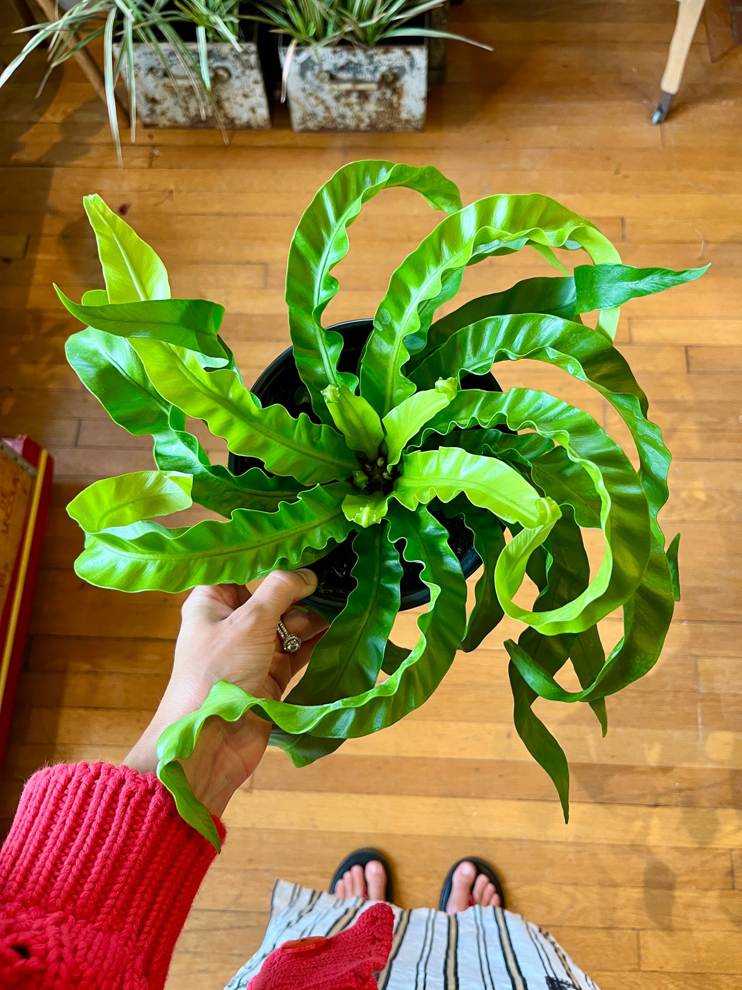 6" Fern - Asplenium "Hurricane"