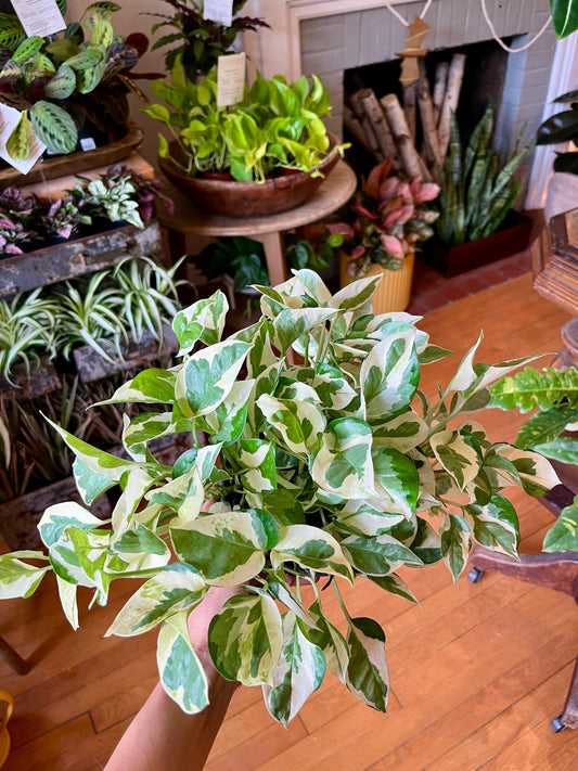 6" Pothos Pearls and Jade