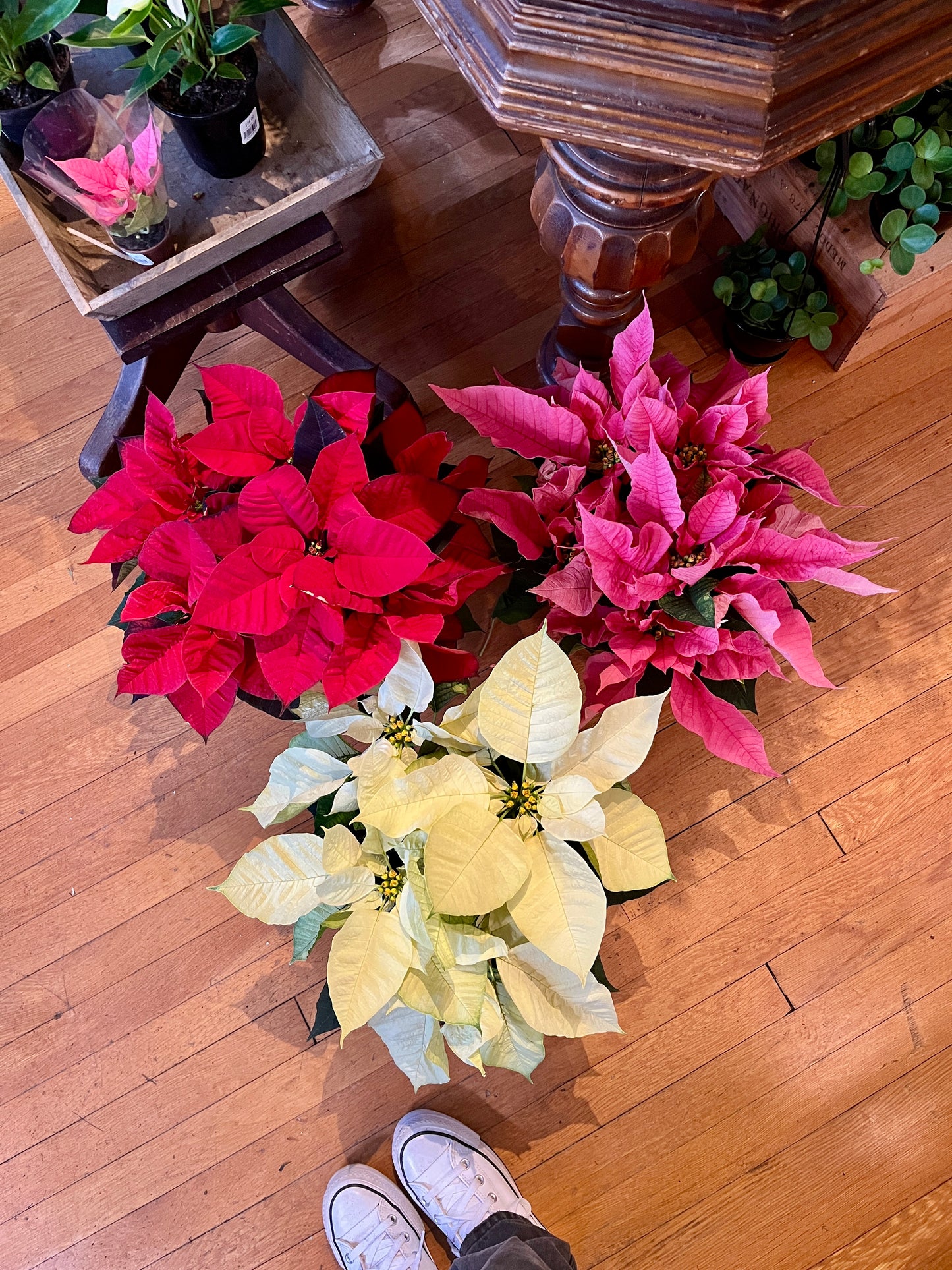 6" Poinsettia