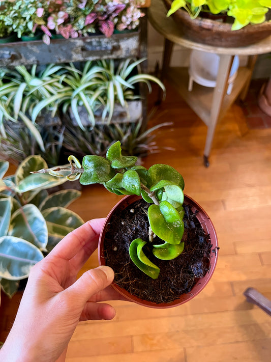 4" Hoya - Hindu Rope