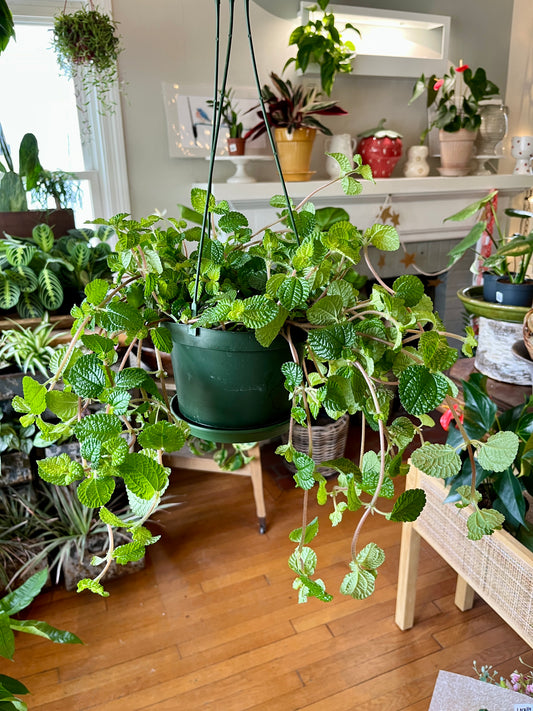 HB 6" Pilea - Creeping Charlie