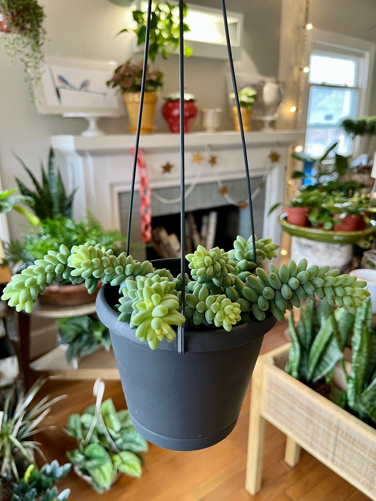 5" HB Burro Tail