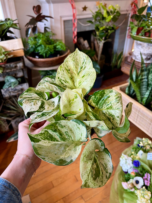 4" Pothos - Manjula Compacta "Happy Leaf"
