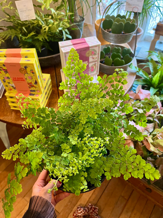 6" Maidenhair Fern