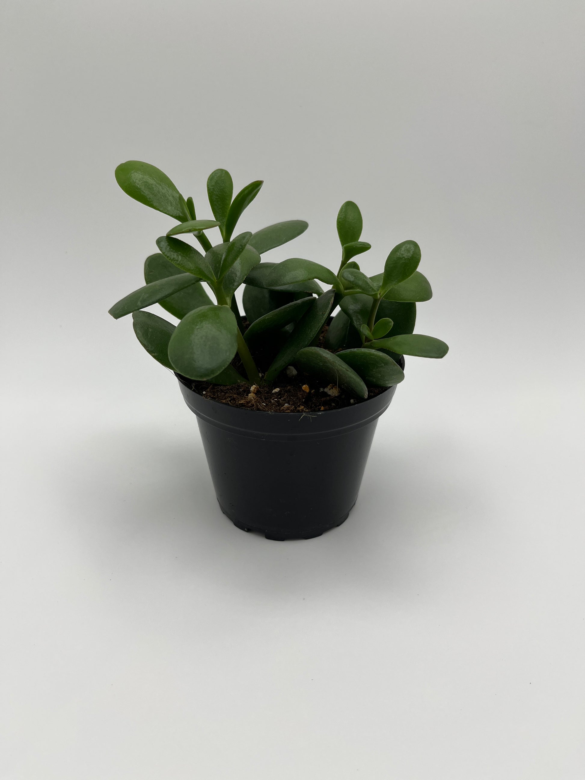 4 jade plant Crassula, 'Jade' 4" growers pot – Botanologica