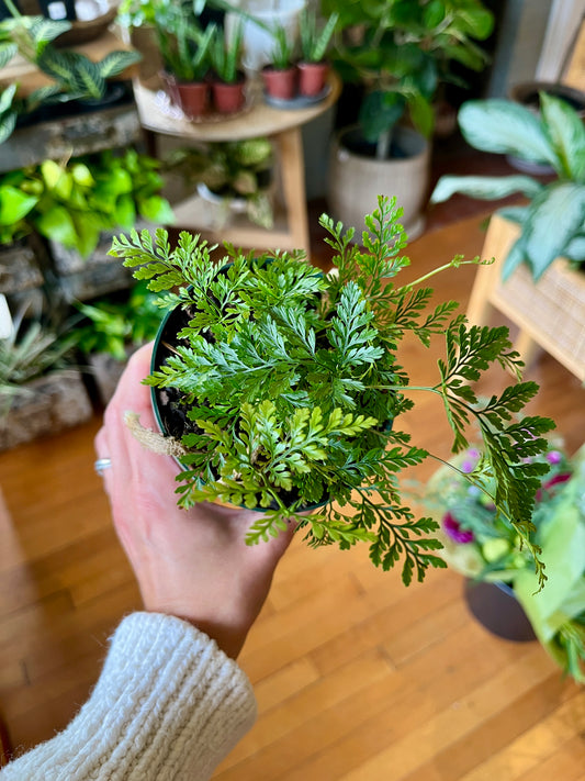 4" Rabbit Foot Fern