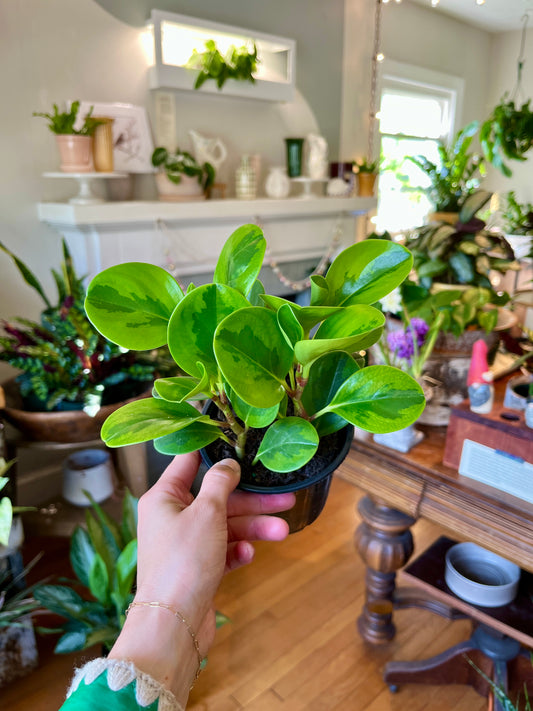 Peperomia assorted, 4" growers pot