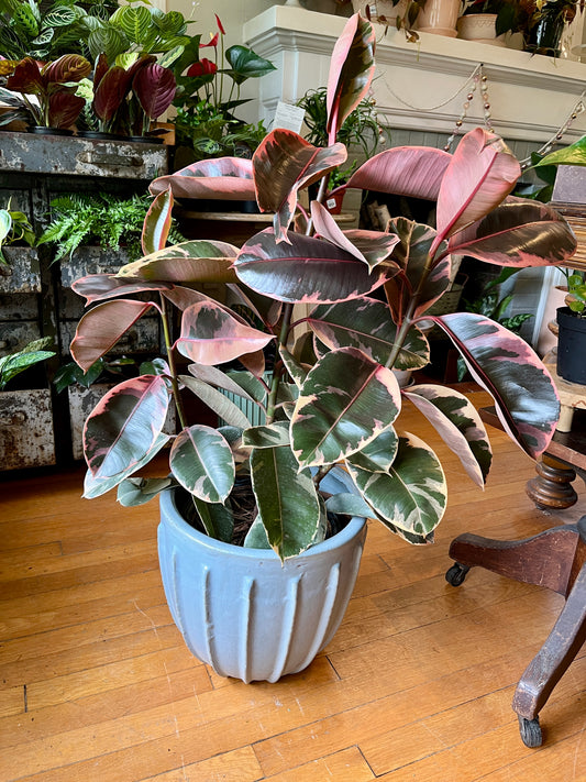 10" Ficus Ruby Bush