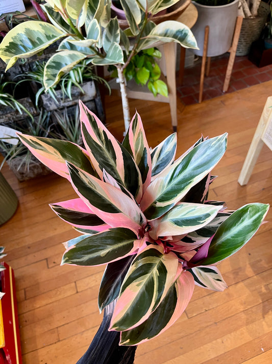 6" Stromanthe - Triostar