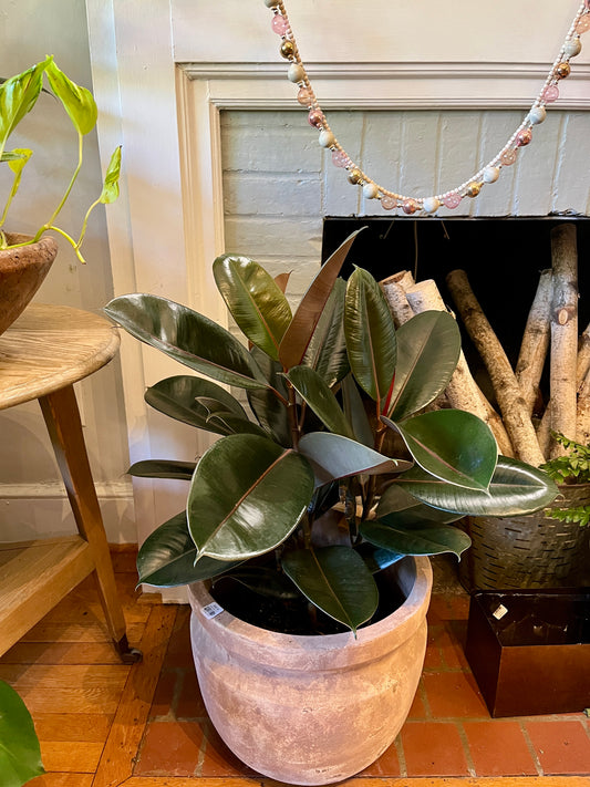 10" Ficus - Burgundy Bush