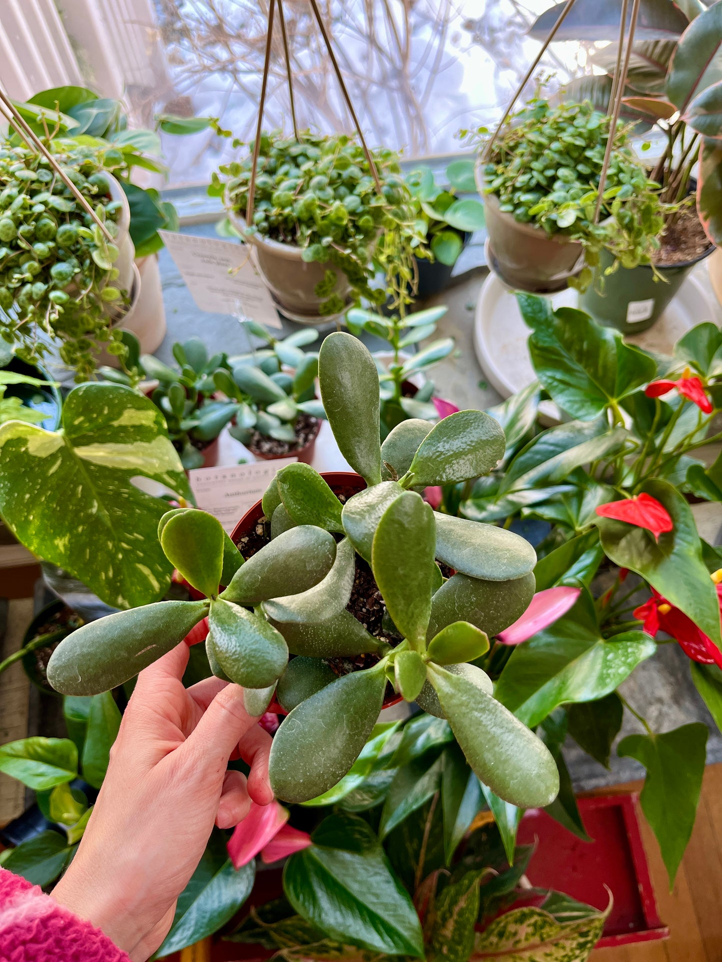 Succulent Garden Workshop in Partnership with Sweetgreen