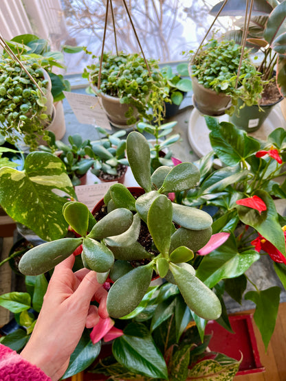 Succulent Garden Workshop in Partnership with Sweetgreen