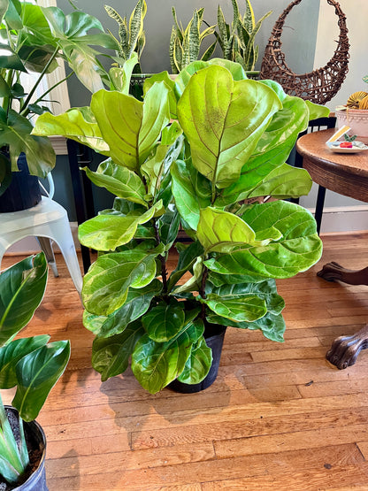 10" Ficus Lyrata Bush
