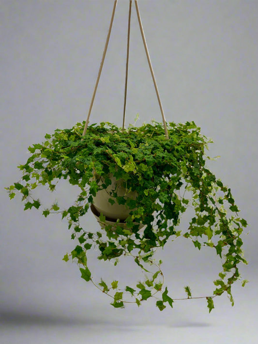 4.5" HB Ficus - Quercifolia "String of Frogs"