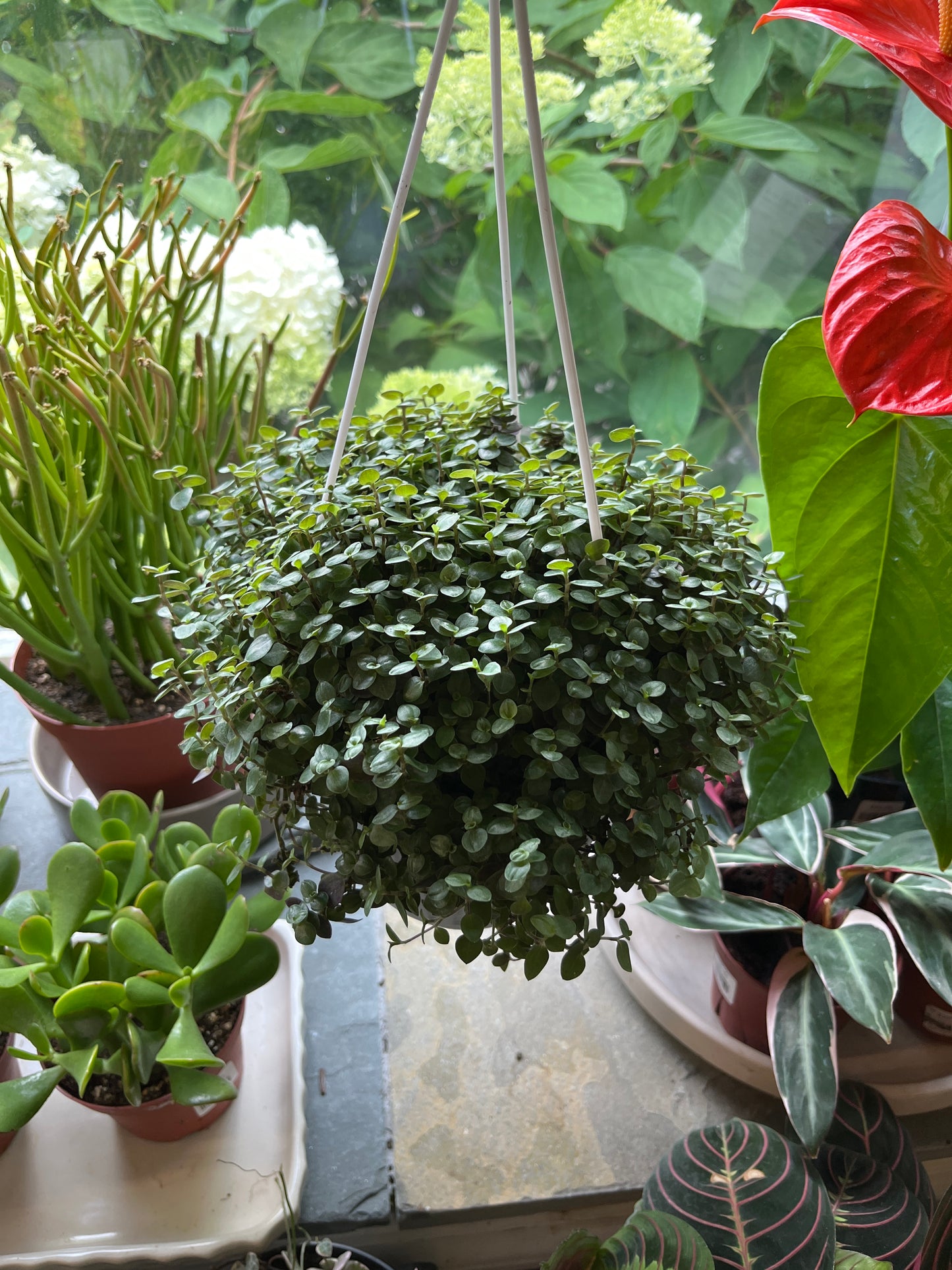 HB 6" Tradescantia - Callisia Repens (Green)