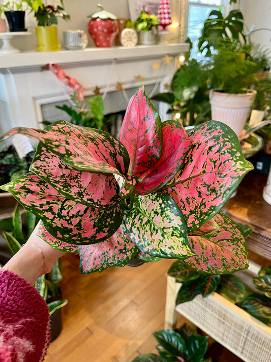 5" Aglaonema - Valentine
