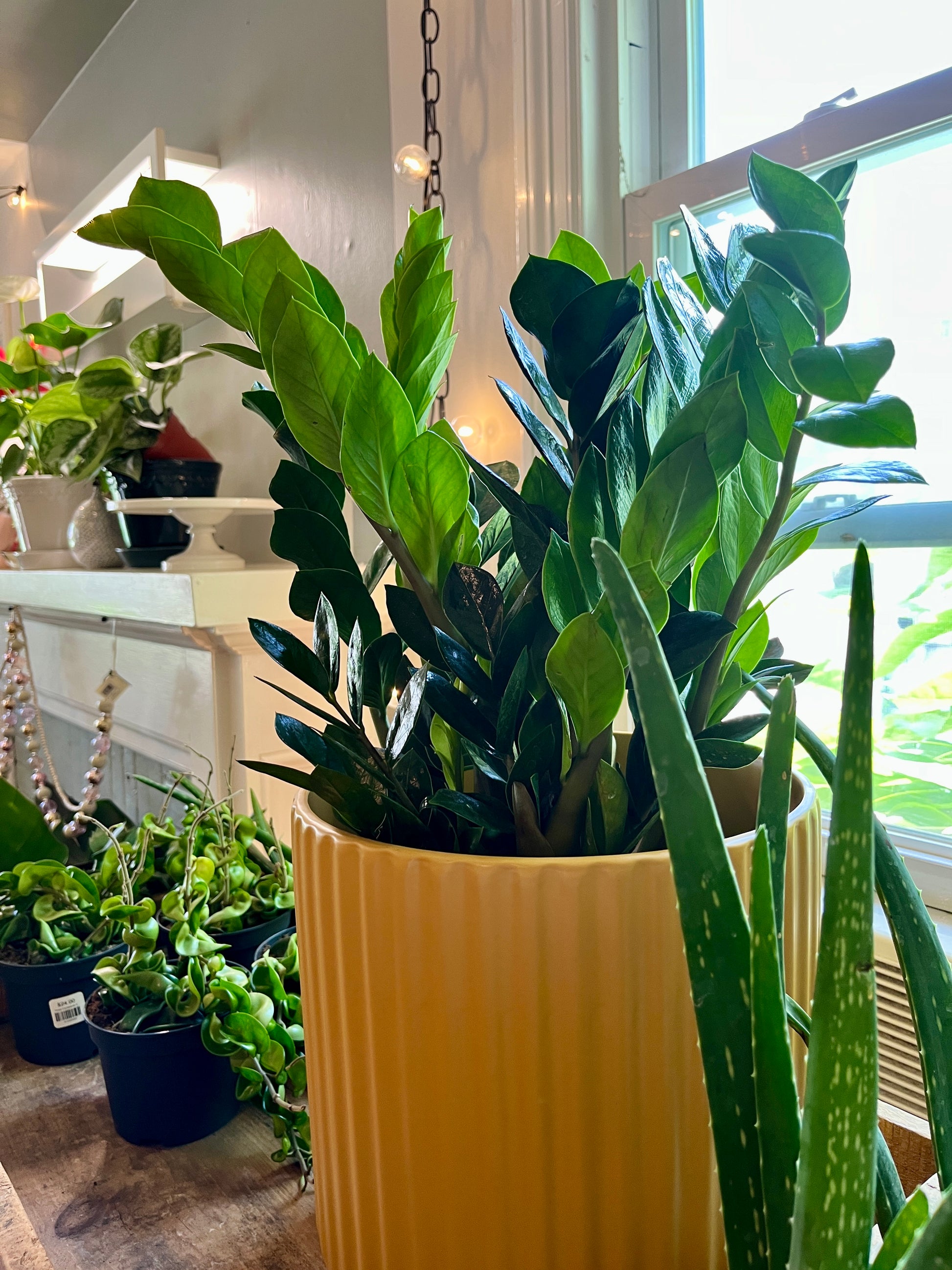 where to buy a zz plant in store 8" ZZ Plant – Botanologica
