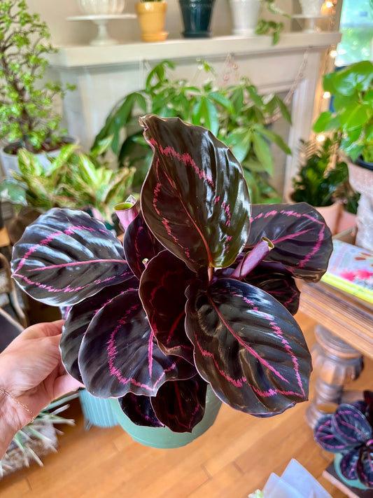 Calathea - Roseopicta "Dottie"