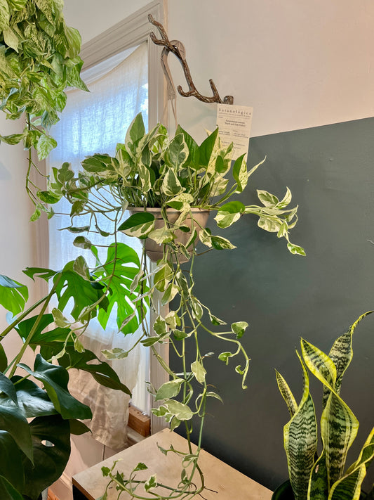 HB 8" Pothos - Pearls & Jade