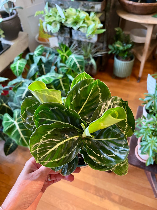 4" Calathea - Roseopicta "Green Lipstick"
