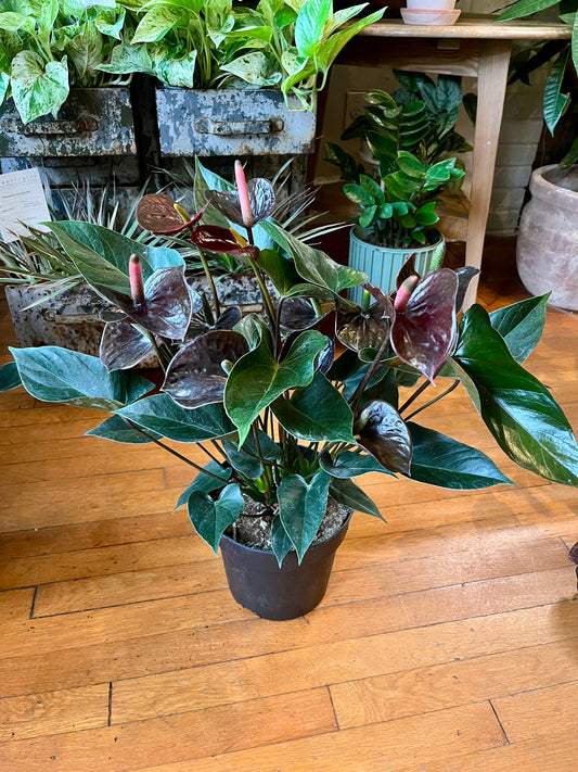 Anthurium 8" Black