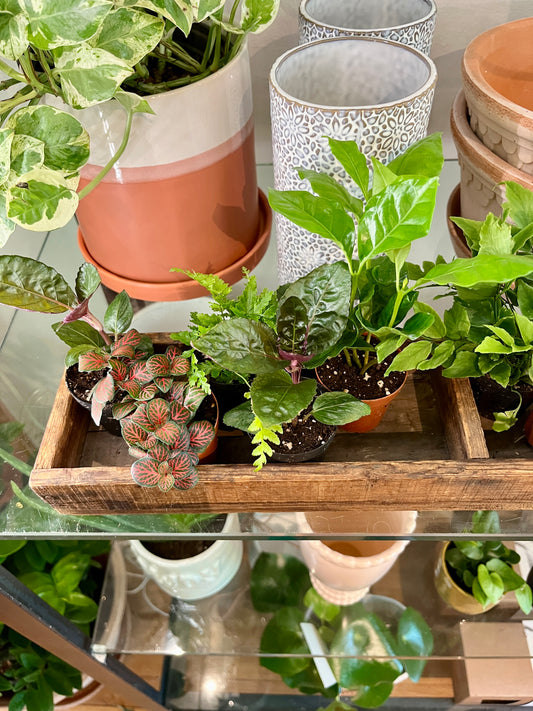 Terrarium Assortment, 2" growers pot
