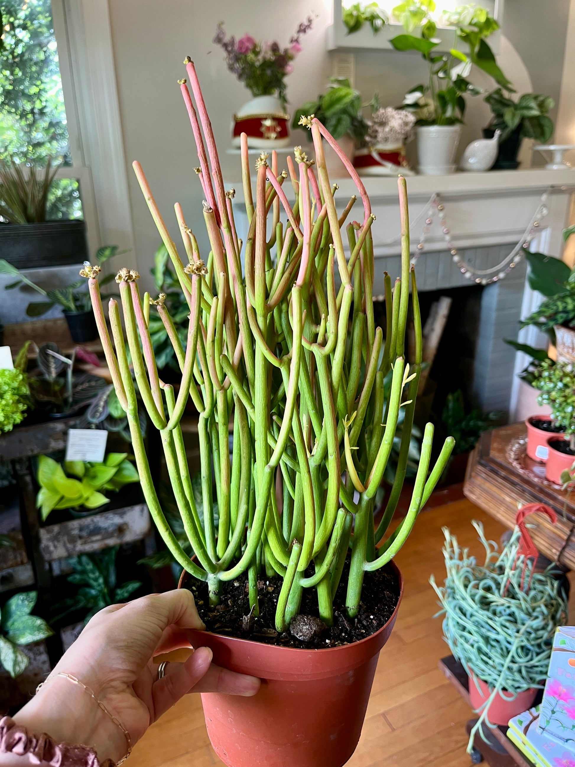 firestick succulent plants Pencil Cactus, 'Firestick' 6" growers pot – Botanologica