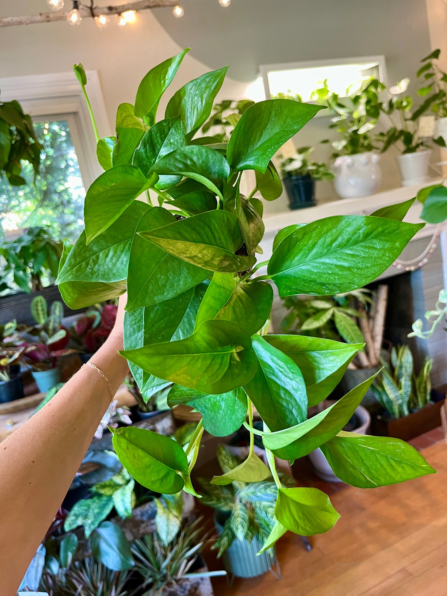 4" Jade Pothos
