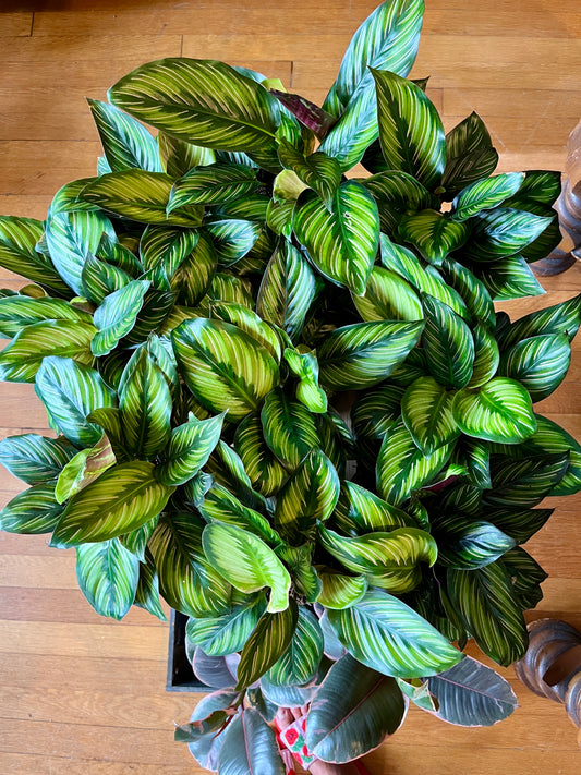 5" Calathea Ornata Beauty Star