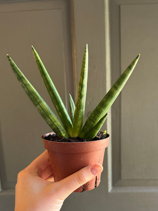 4" Sansevieria - Hedgehog