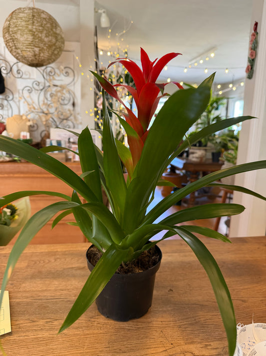 6" Bromeliad- Guzmania "Flame"